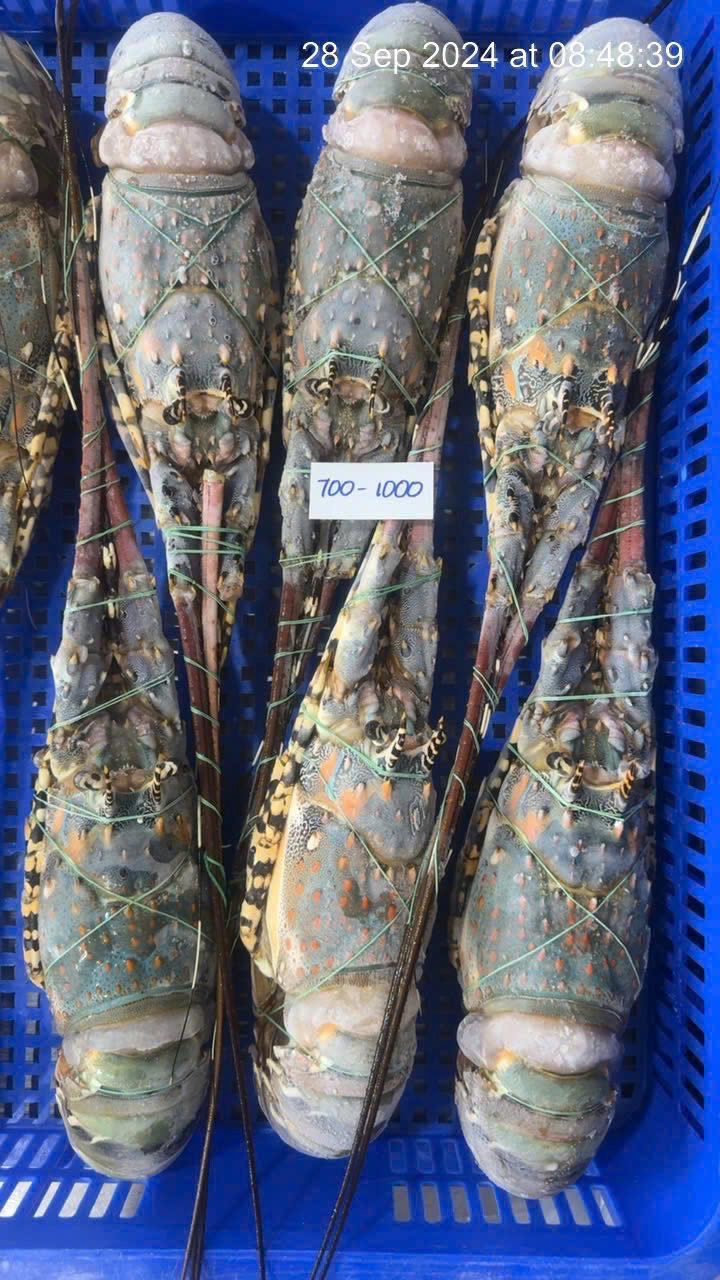 Khanh Hoa Spiny Lobster