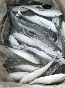 Horse Mackerel