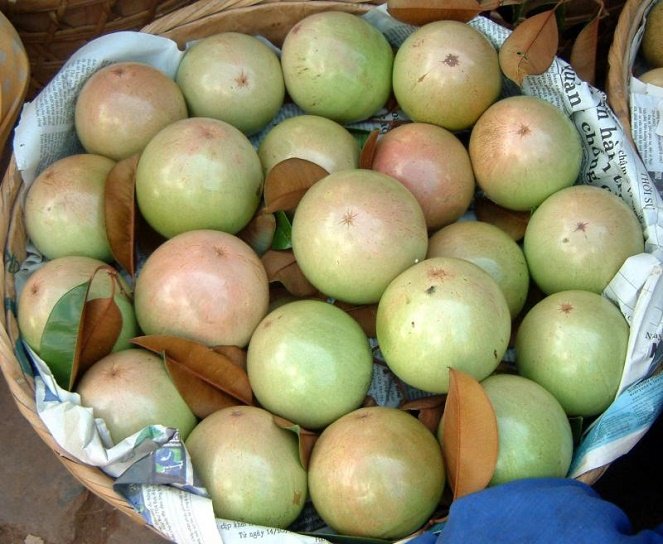Vú Sữa Việt Nam