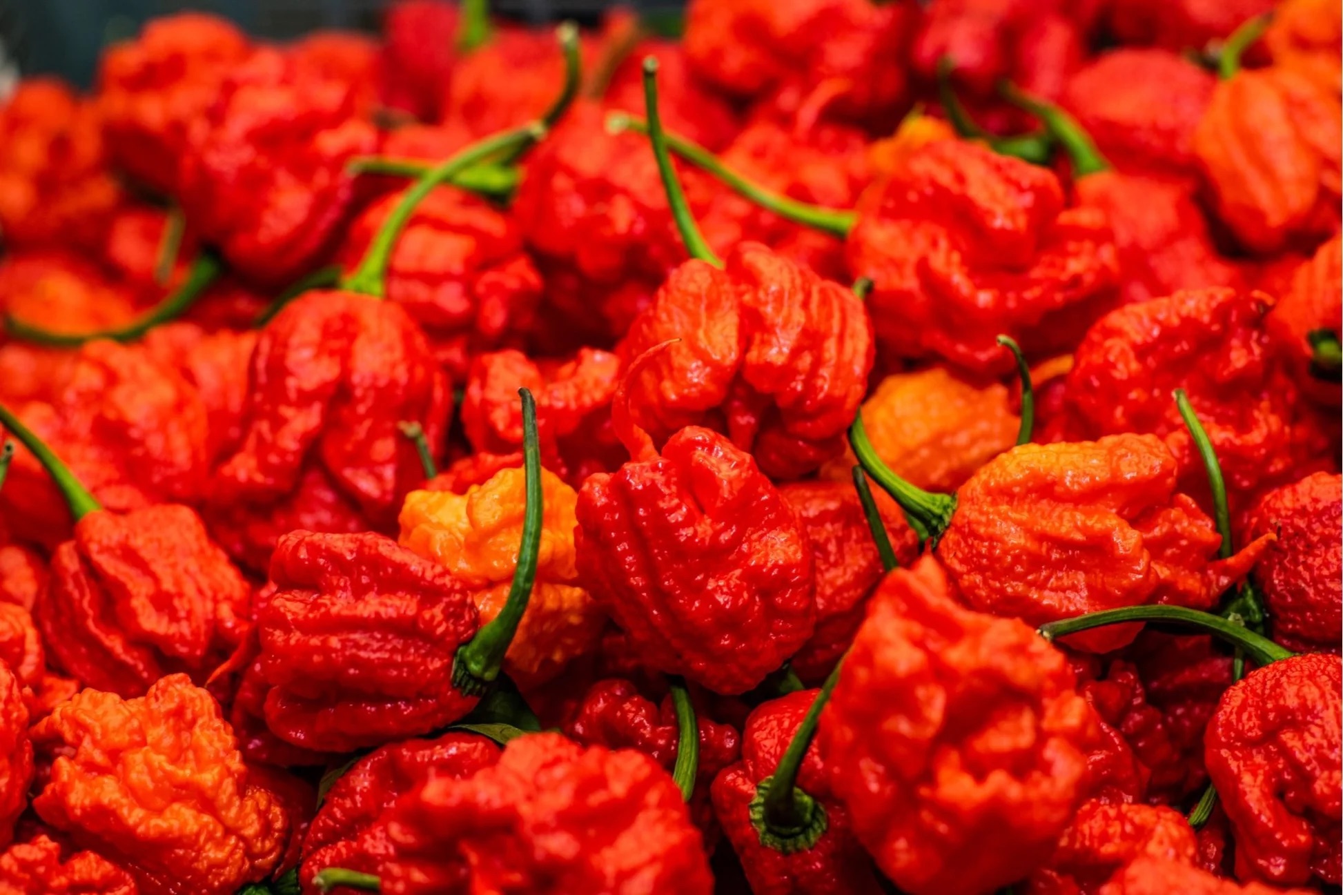Super Hot Chili 