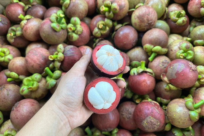 Vietnamese Mangosteen