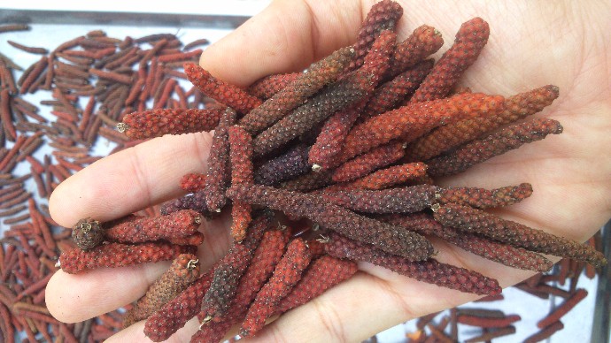 Vietnamese Long Pepper