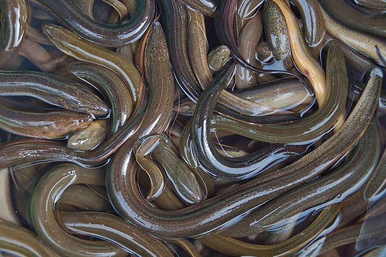 Vietnamese Eel