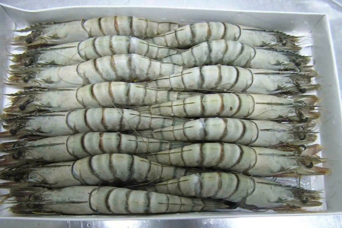 Black Tiger Shrimp