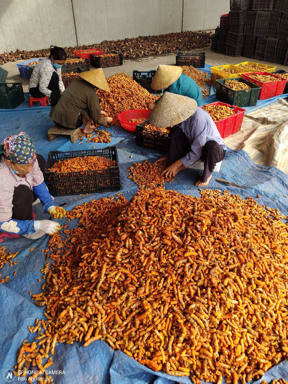 Fresh Turmeric Exports