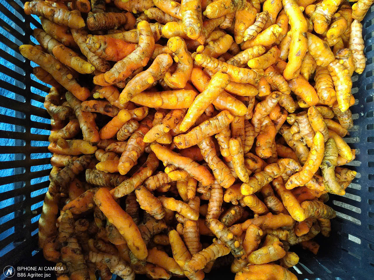 Fresh Turmeric