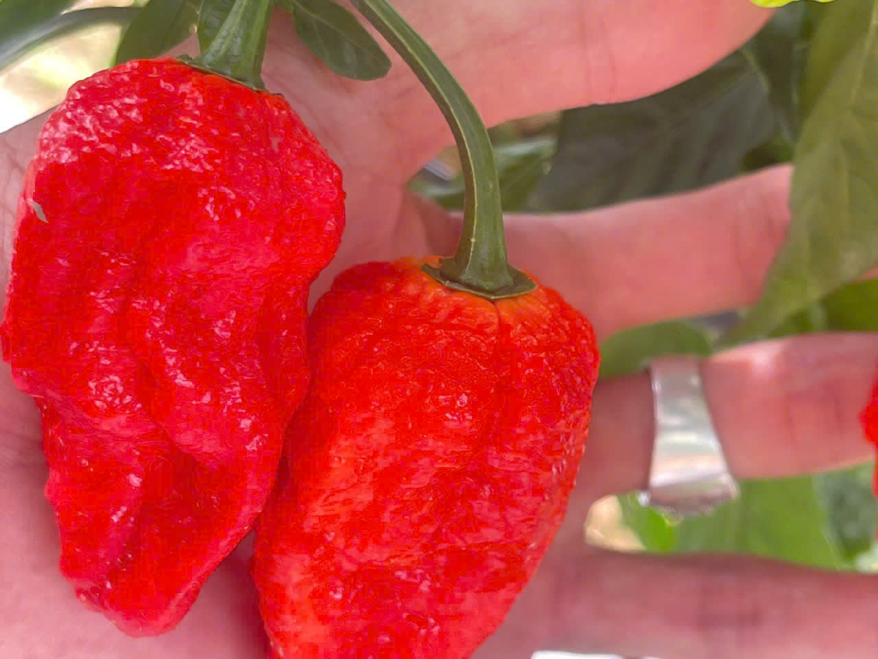 Super Hot Chili 