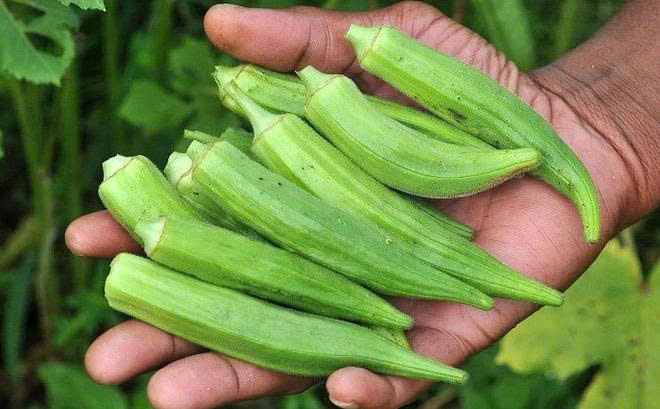 okra