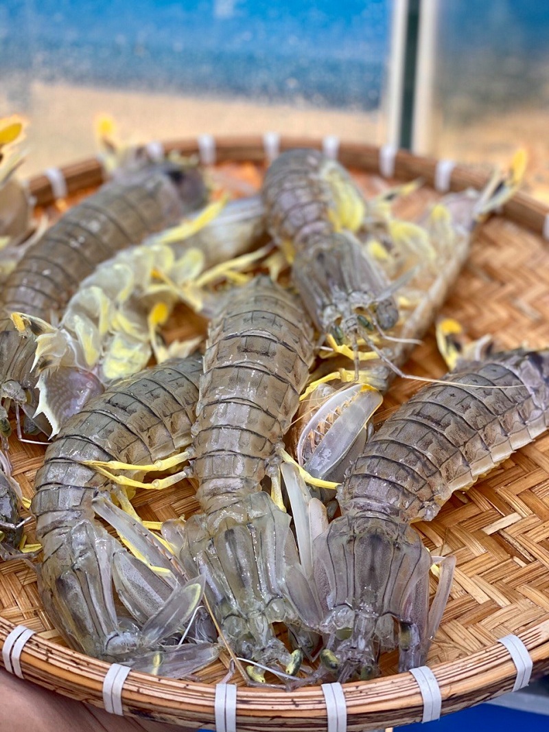 Ca Mau Mantis Shrimp