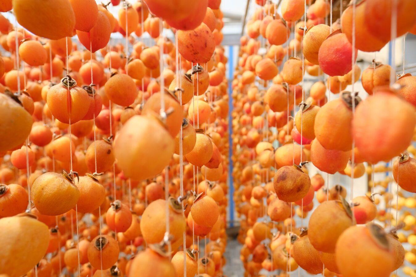 Vietnamese Wind-Dried Persimmons