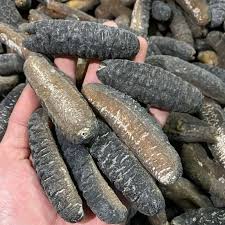 Vietnamese Sea Cucumber