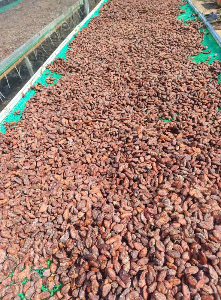 Vietnamese Cacao Beans