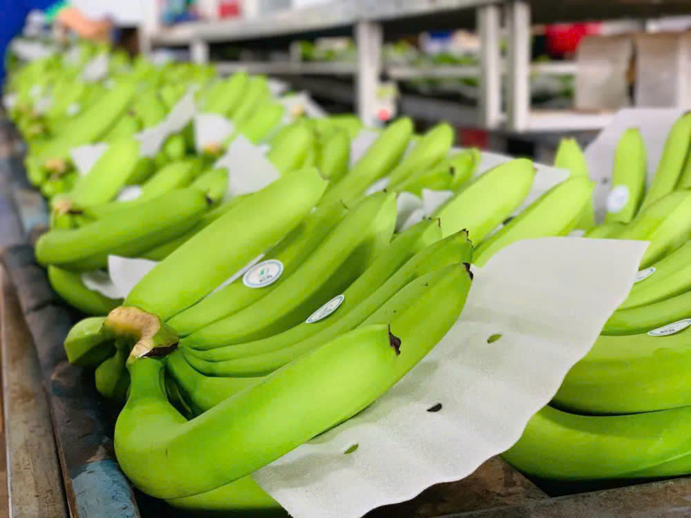 Vietnamese Green Bananas