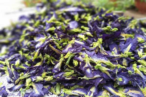 Butterfly Pea Flower Tea