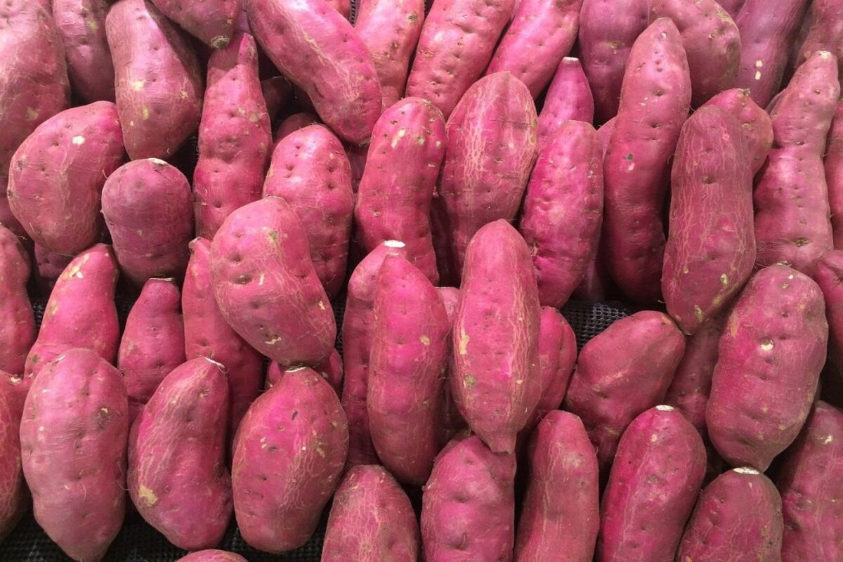 SWEET POTATO