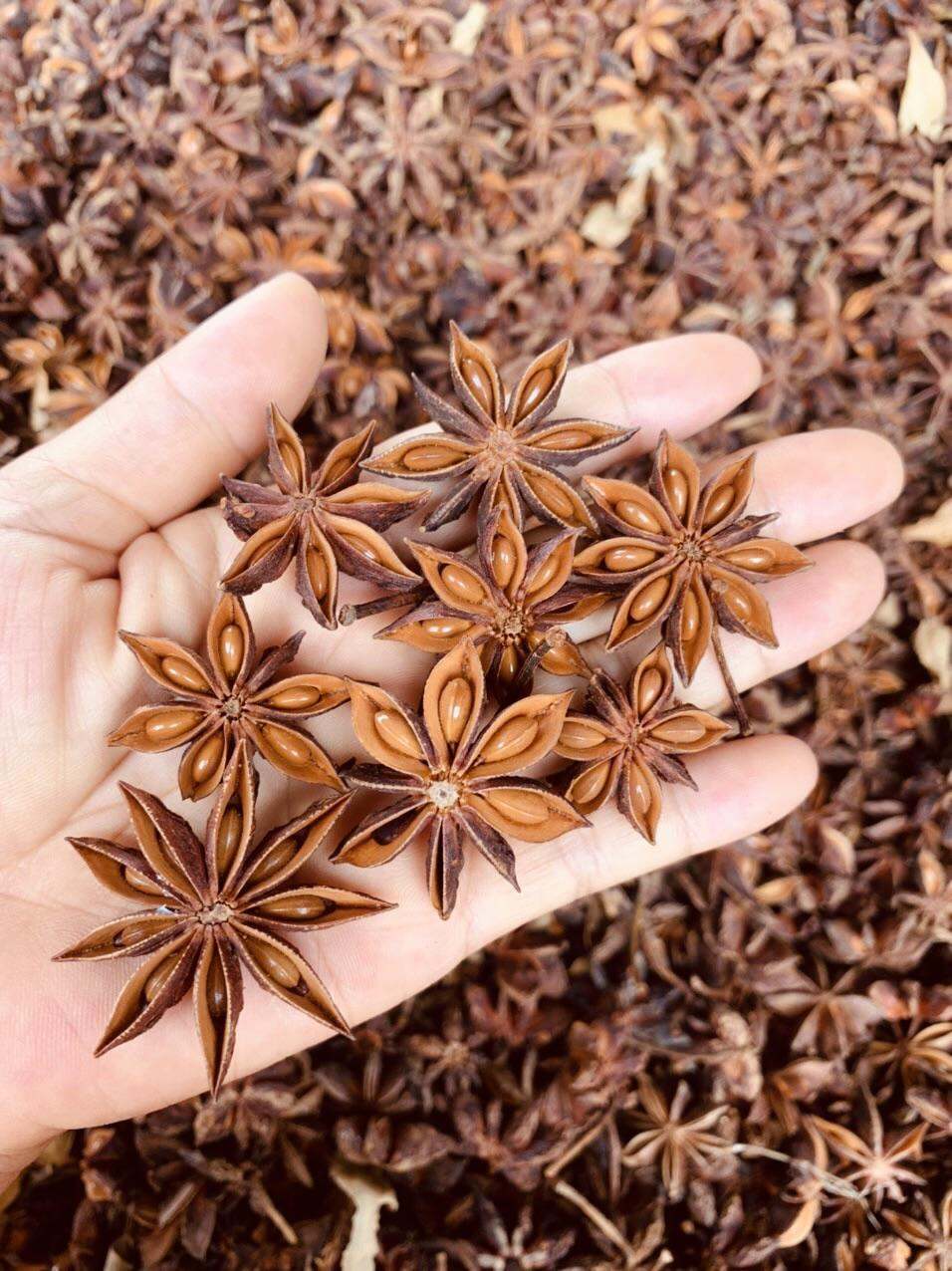 VIETNAMESE STAR ANISE