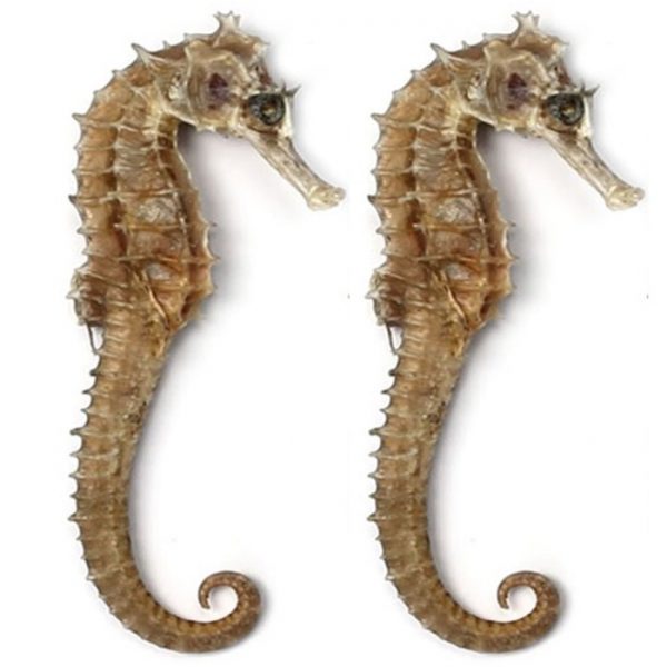 Seahorse