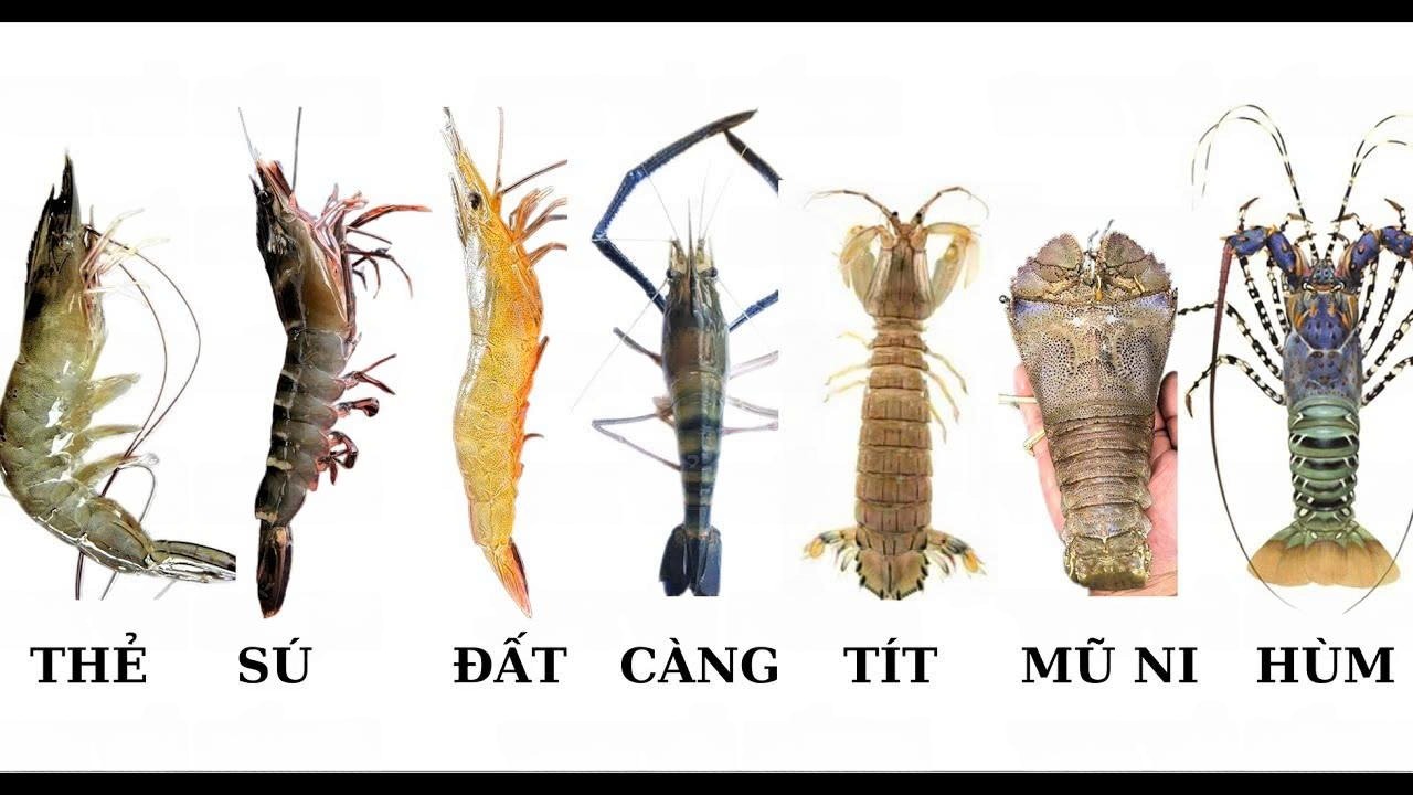 VIETNAMESE SHRIMP