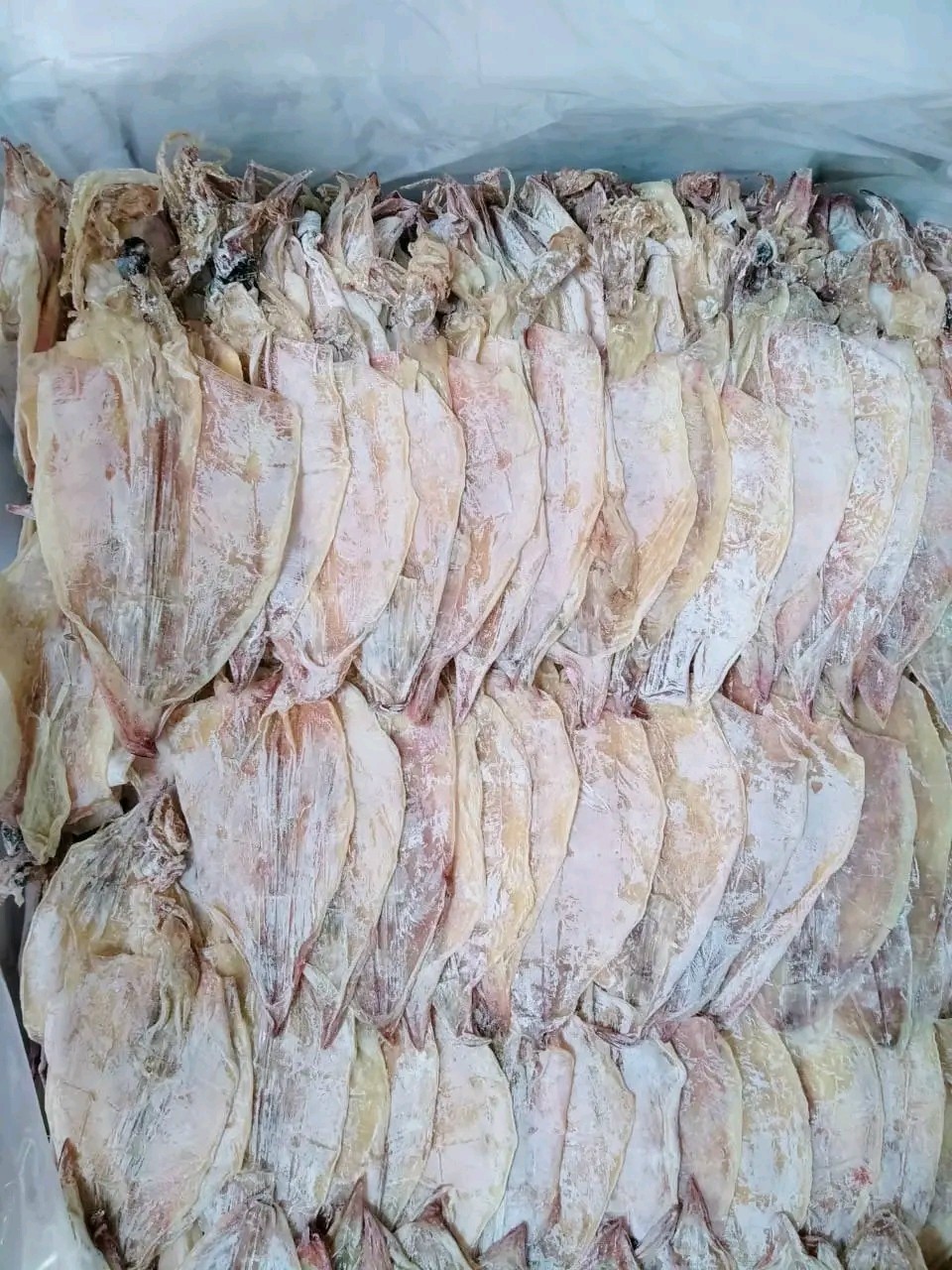 DRIED SQUID