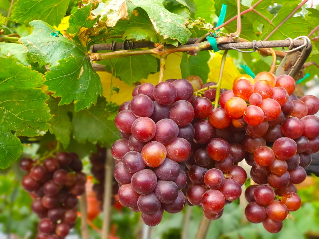 Binh Thuan Grapes