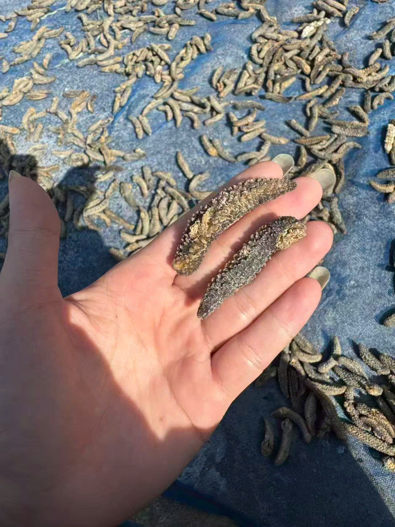 Vietnamese Sea Cucumber