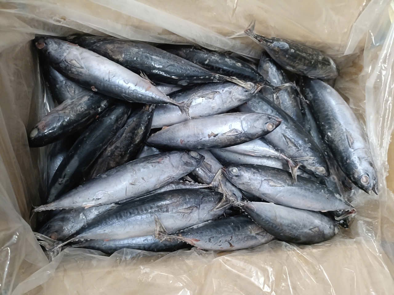 Bullet Tuna